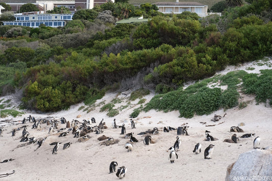 【南アフリカ現地レポート】 かわいいケープペンギンの群れをすぐ間近にみれる唯一のケープタウン近郊のビーチ、ボルダーズビーチのご紹介！