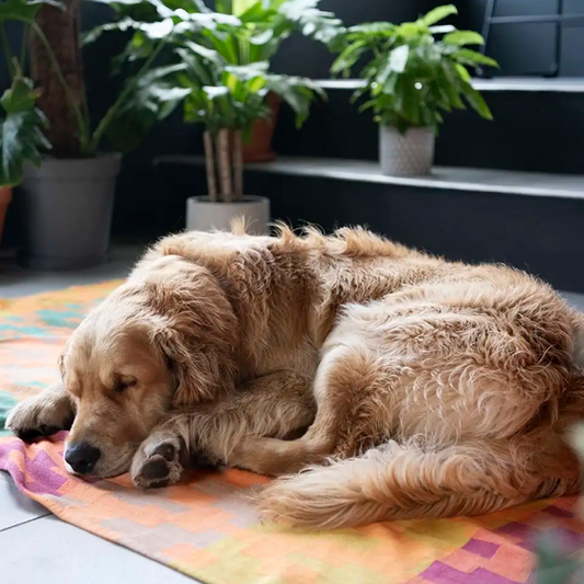 犬猫用ブランケット 80×110cm / Mungo Moholo