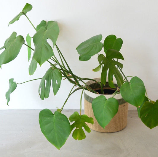 シリンダーバスケット / Mia Mélange