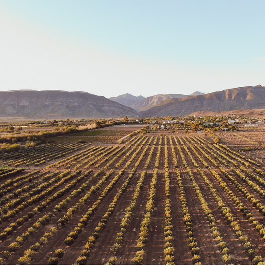 南アフリカ産 エクストラバージンオリーブオイル 250ml