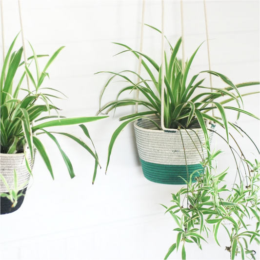 ハンギング鉢カバーS 4号 greenery Mia Mélange ミアメランジェ