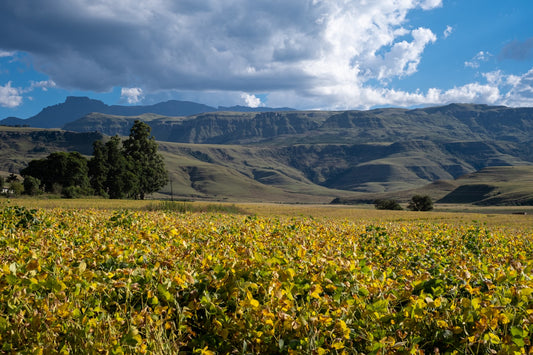 【南アフリカ現地レポート】南アフリカとレソト王国の国境を成す1,000kmの大山脈。世界遺産、ドラケンスバーグ山脈に行ってきました！